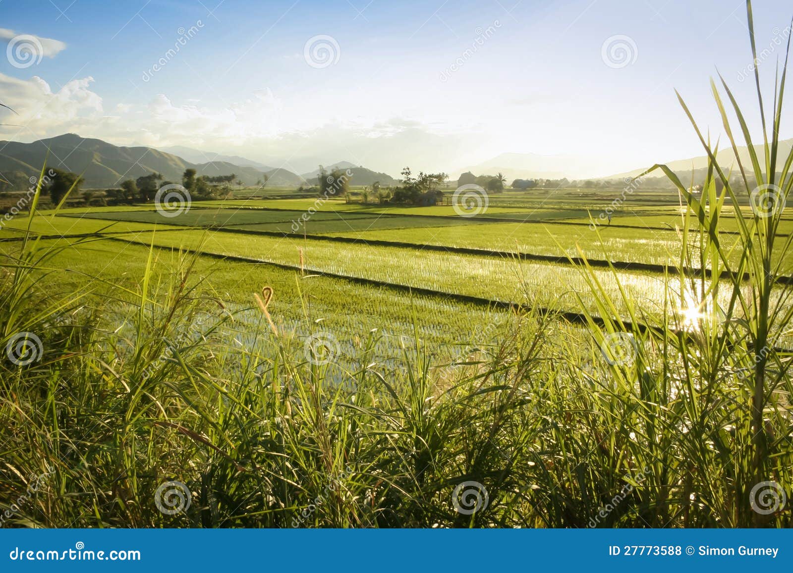 rice fields northern luzon the philippines
