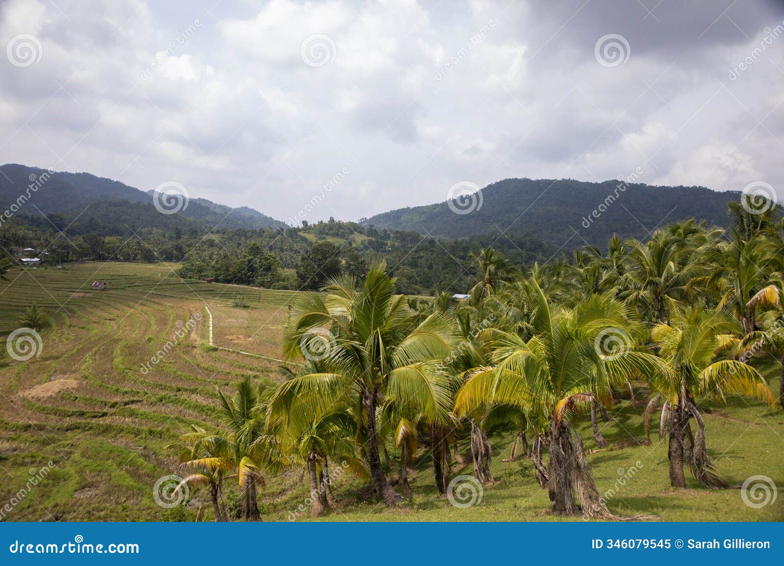 photograph of the rice fields, near bohol, philippines.