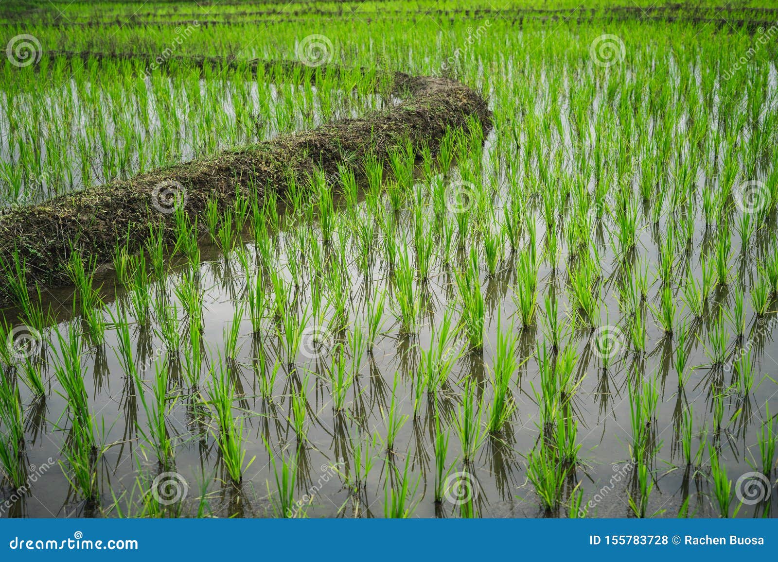 Rice Fields, Small Rice Plantations in Rice Fields Stock Photo Image