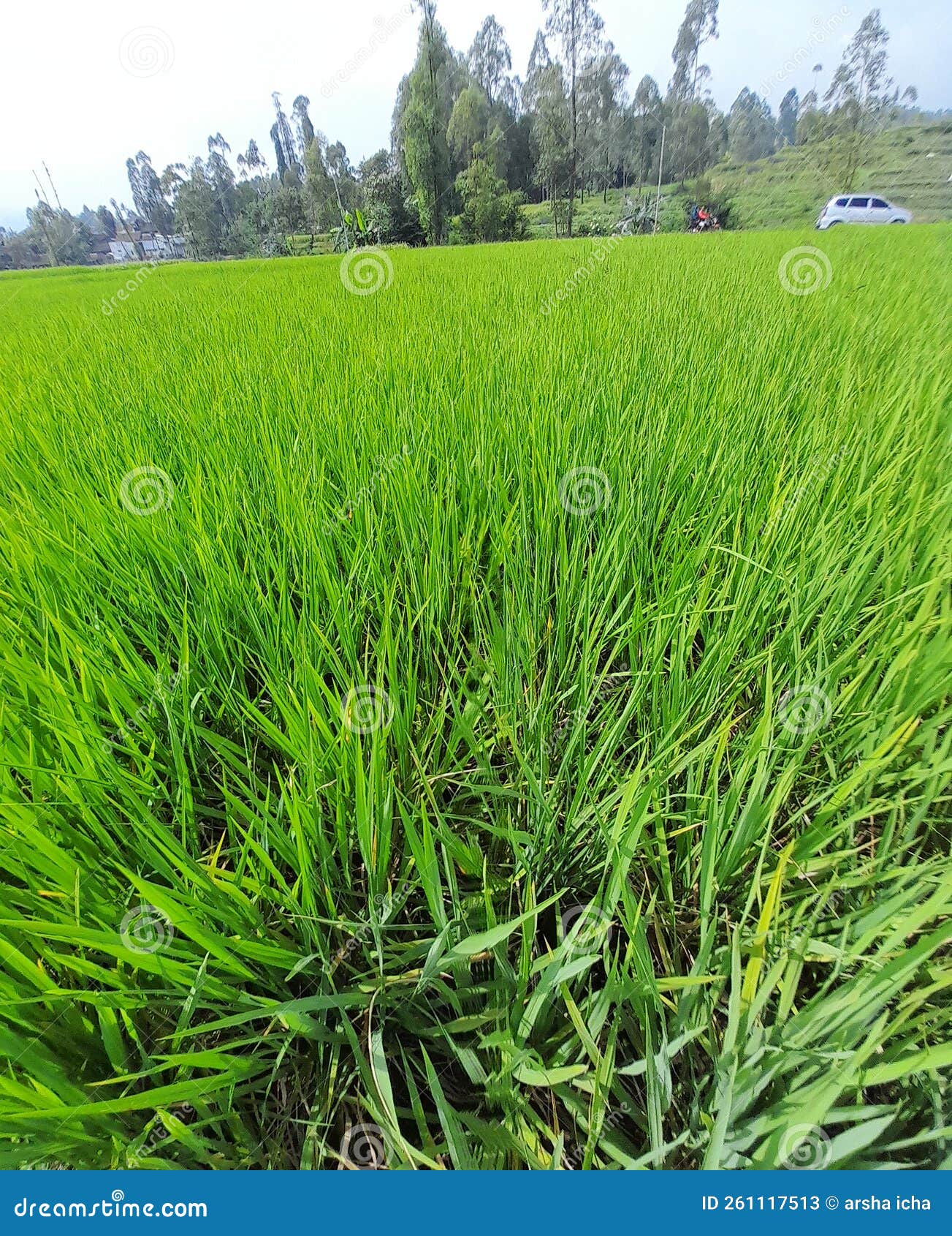 Rice Fields that are Starting To Turn Yellow Stock Image Image of