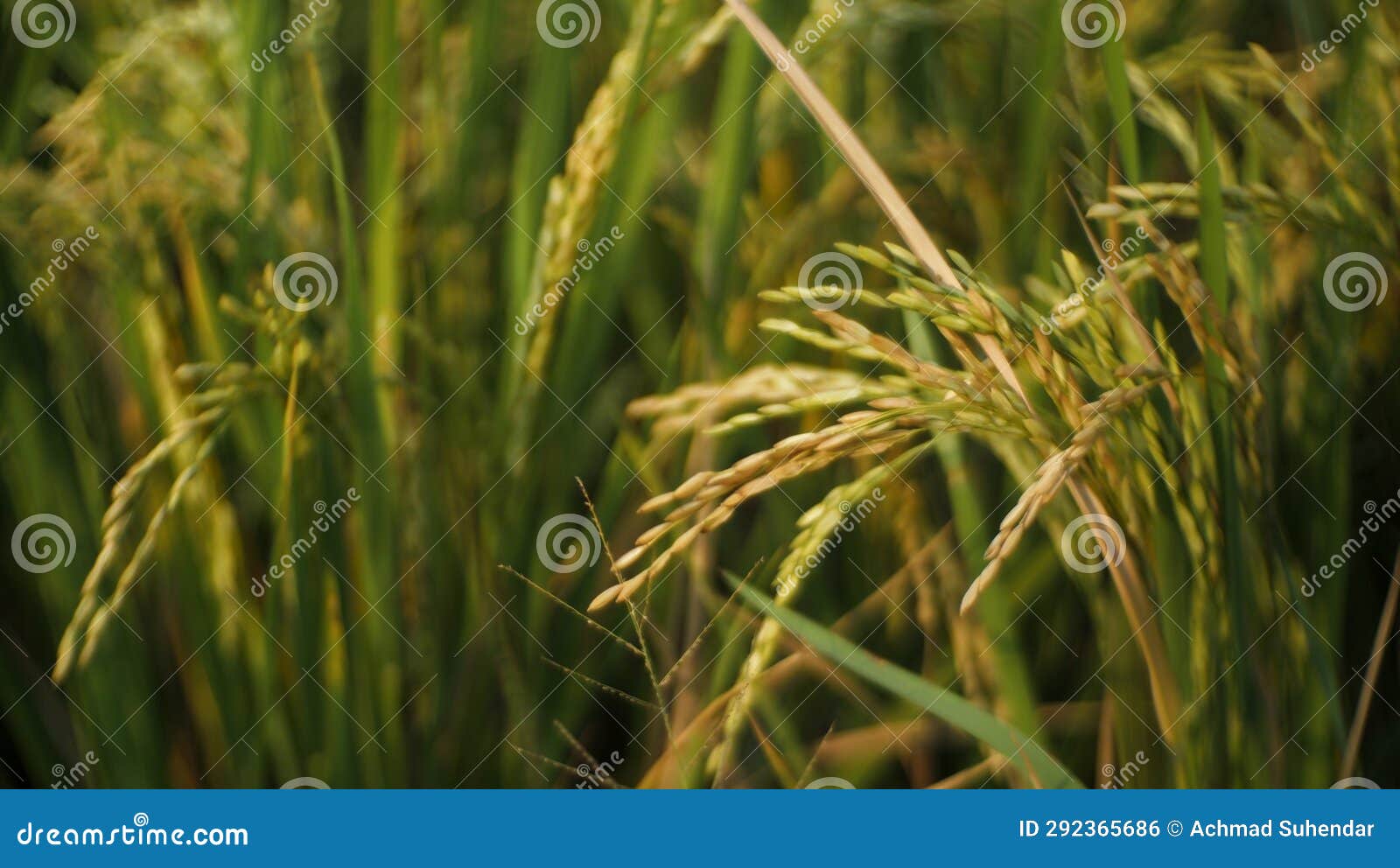 Rice in the Rice Fields is Starting To Turn Yellow Stock Photo Image