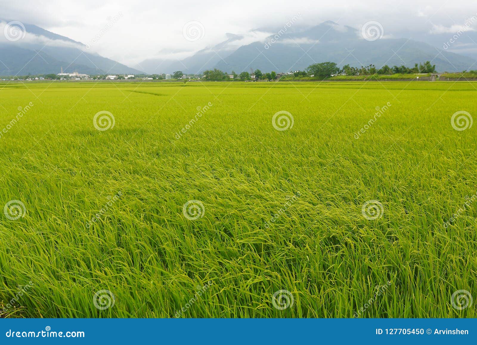The Rice Fields In Taiwan Stock Photo Image Of Township 127705450