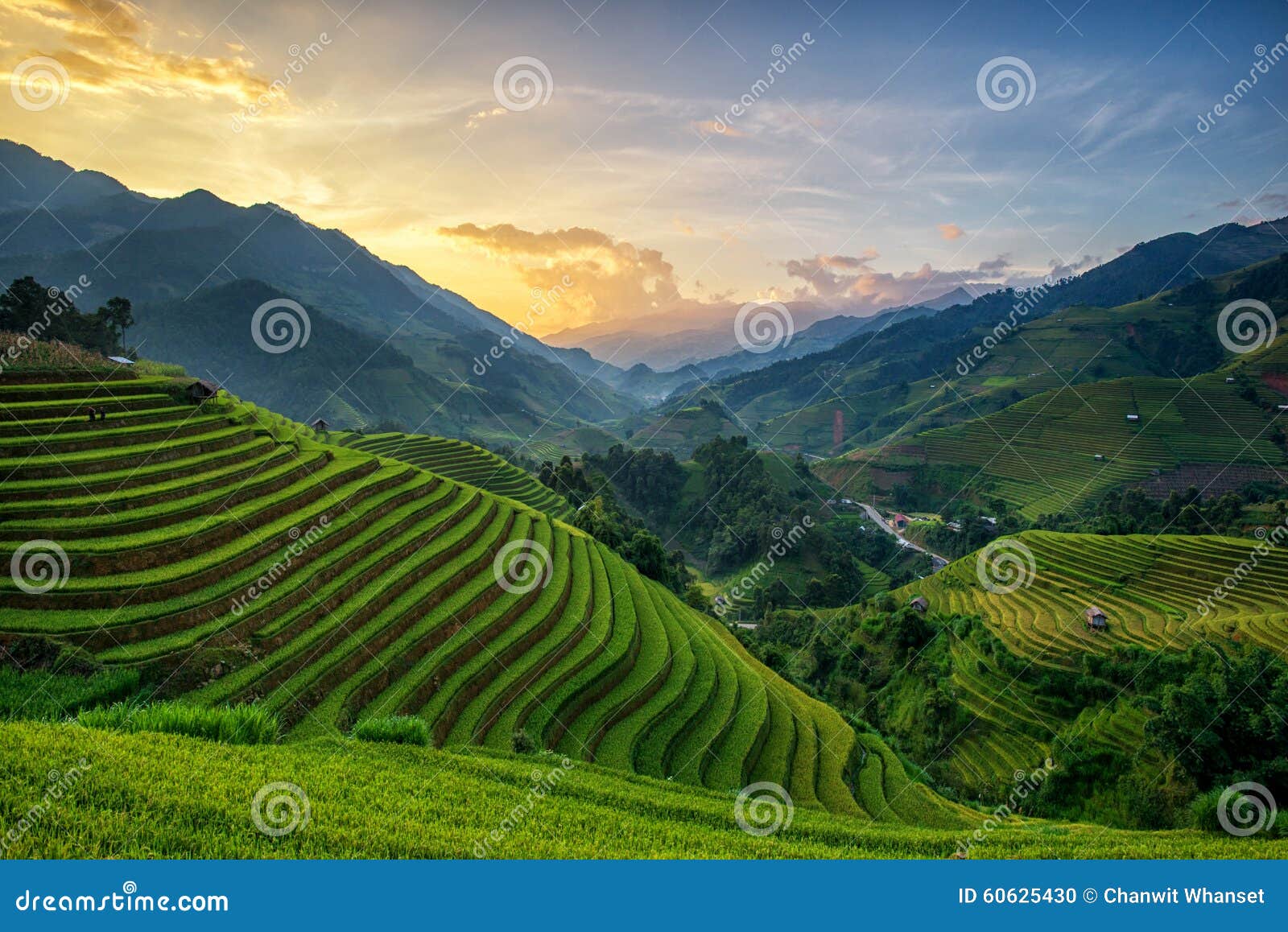 rice fields on terrace