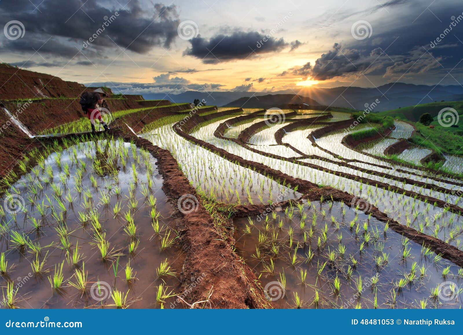 rice fields on terraced at chiang mai, thailand