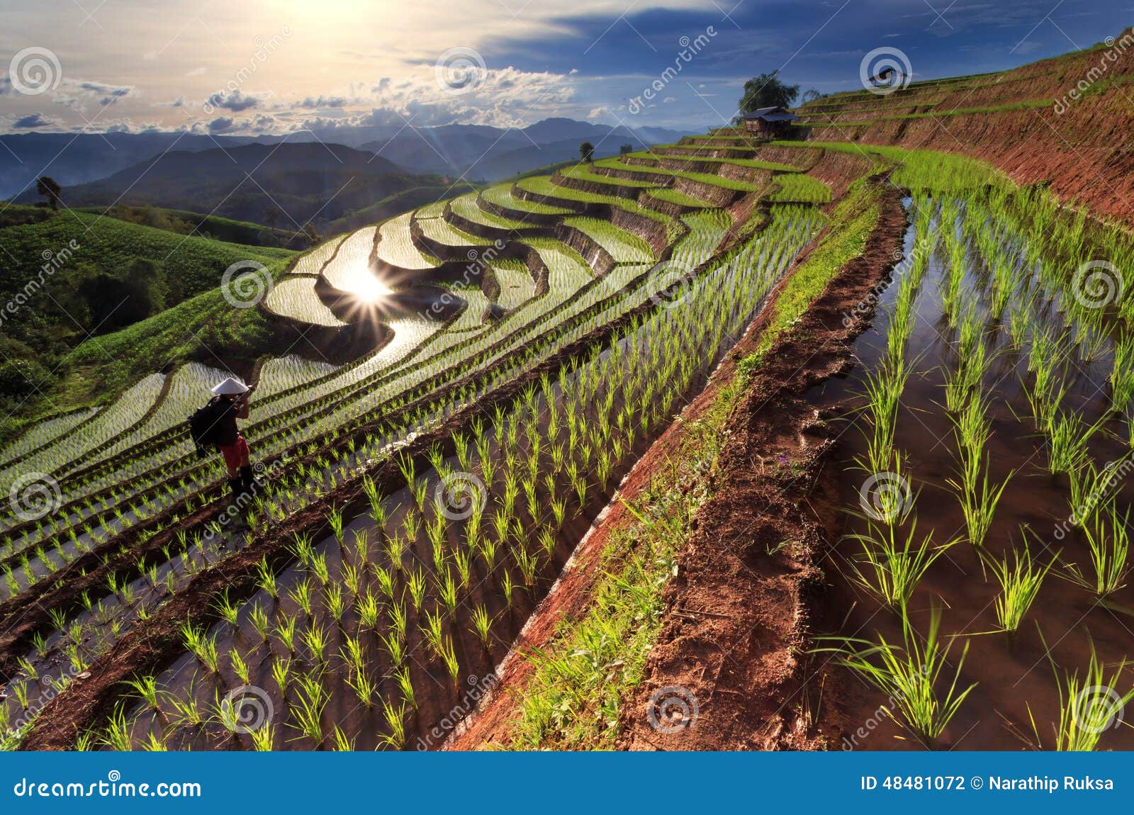 rice fields on terraced at chiang mai, thailand