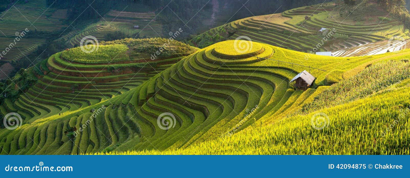 rice fields on terraced of mu cang chai, yenbai, vietnam.