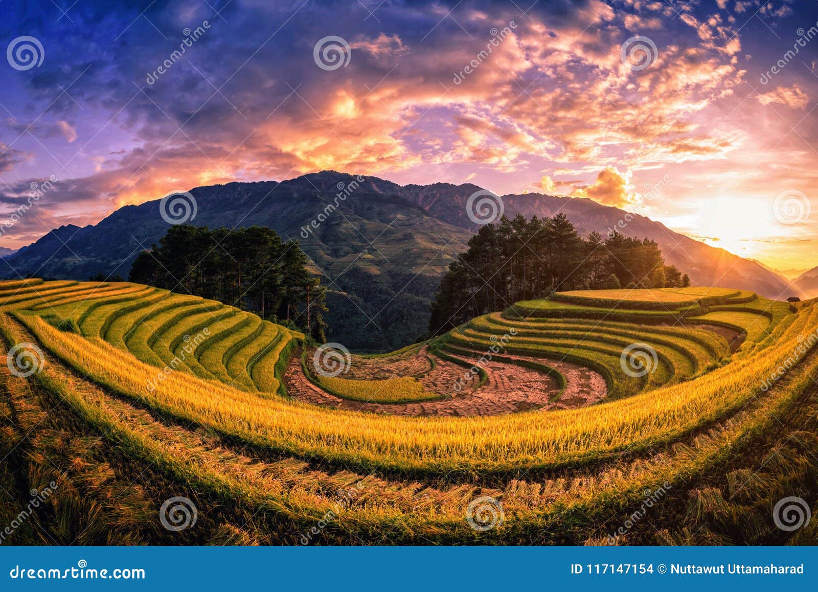 rice fields on terraced with pine tree at sunset in mu cang chai, yenbai, vietnam.