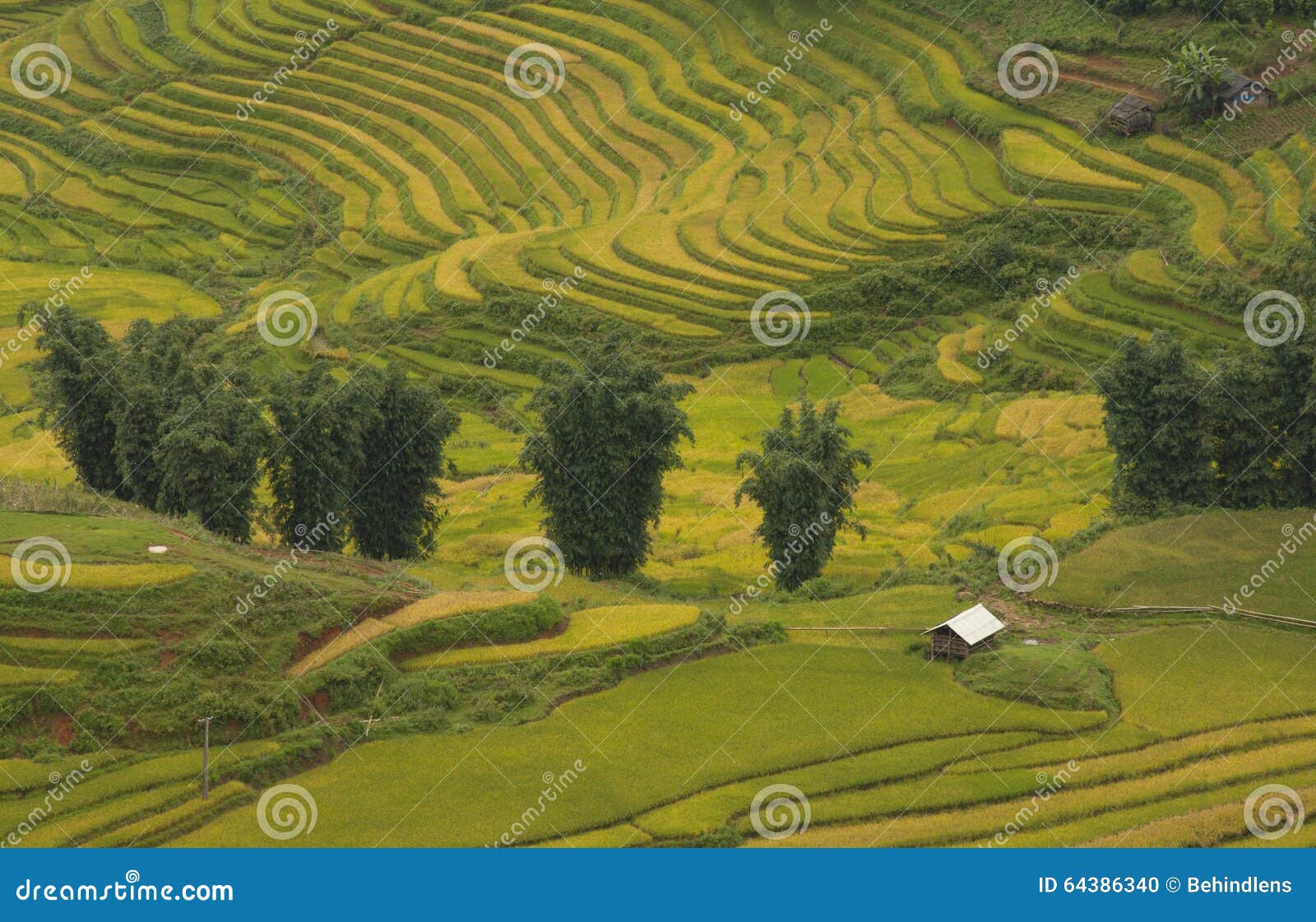 Rice fields on terraced of SAPA, Vietnam. Rice fields prepare the harvest at Northwest Vietnam.