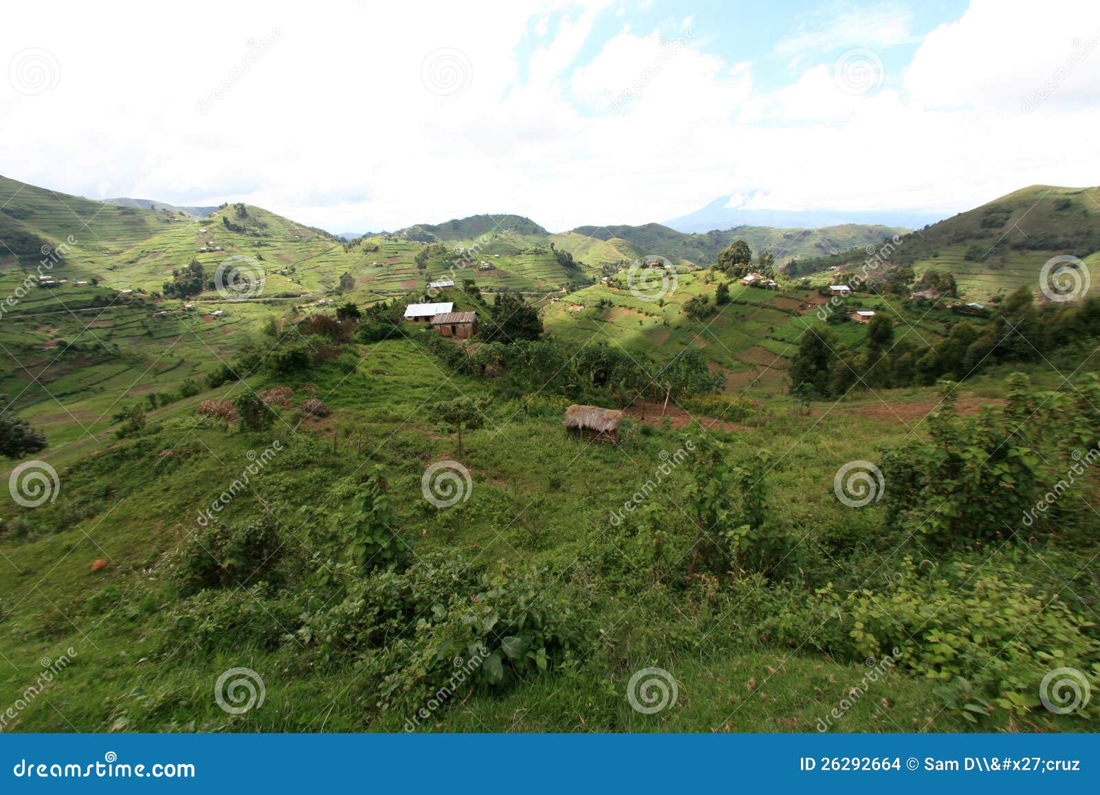 Rice Fields in Uganda, Africa Stock Photo Image of destination, scenery 26292664