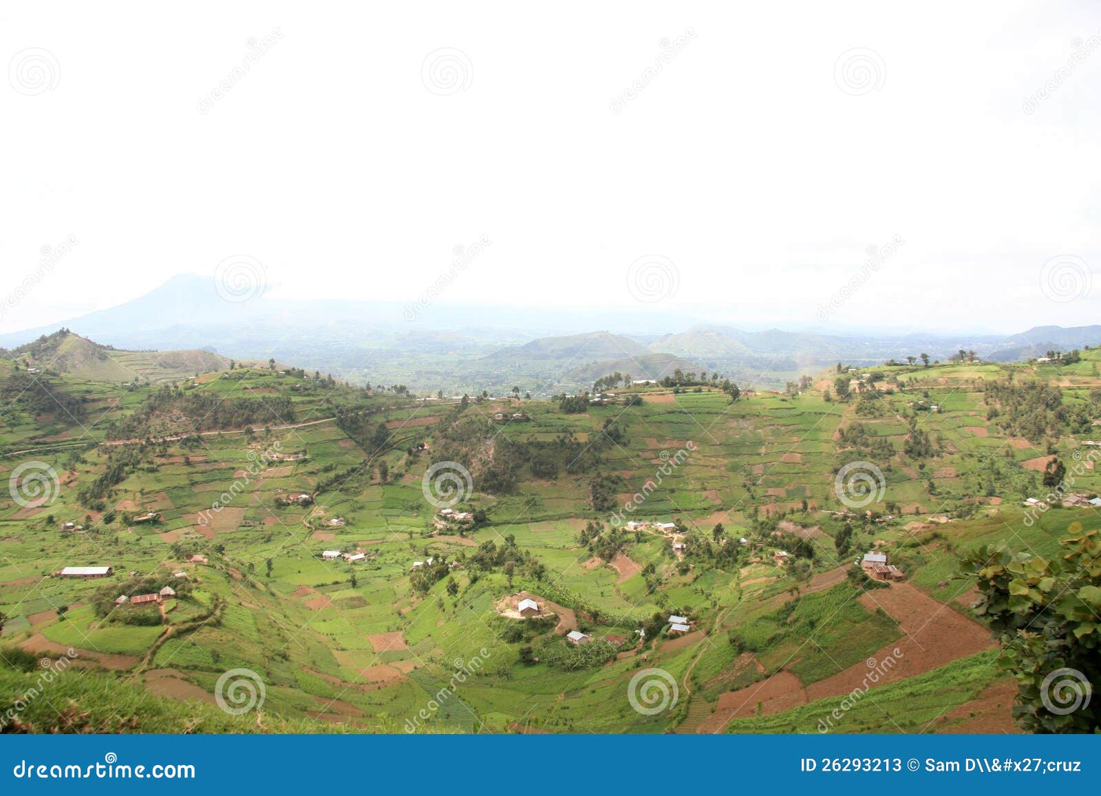 Rice Fields in Uganda, Africa Stock Image Image of crop, africa 26293213