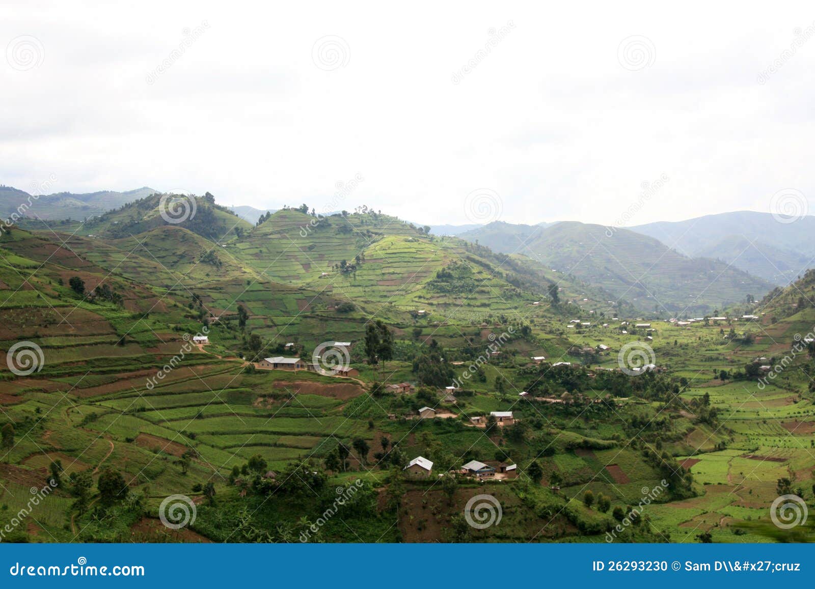 Rice Fields in Uganda, Africa Stock Photo Image of field, house 26293230