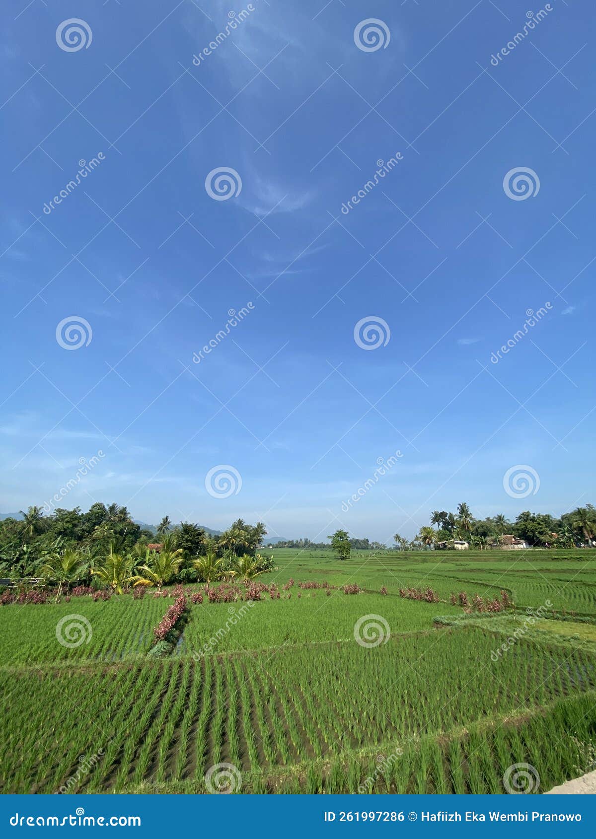 Rice fields stock photo. Image of fields, ricefield 261997286
