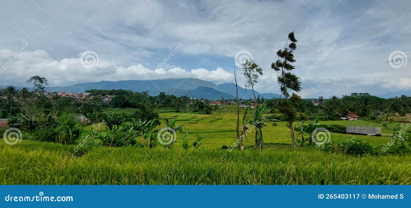 Rice Garden ricefield stock image. Image of ricefield 265403117