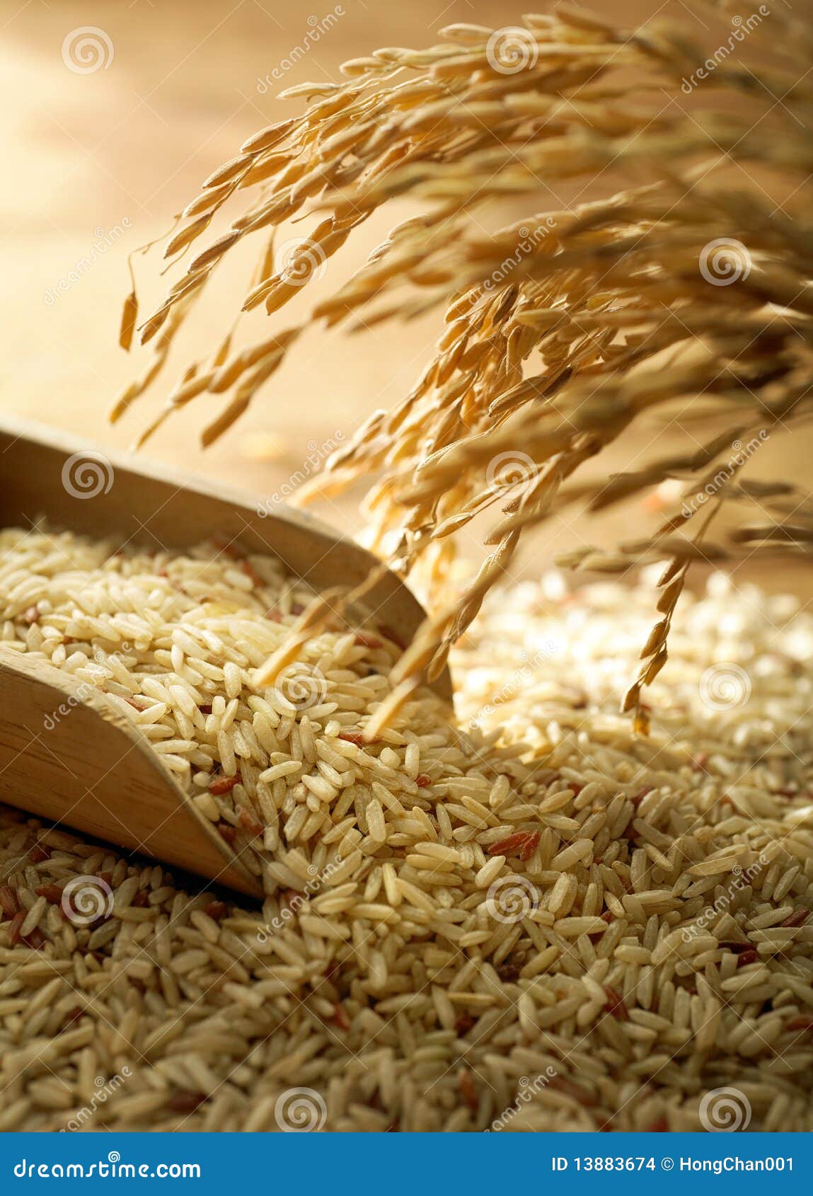 Rice grain stock photo. Image of nutrition, natural, macro 
