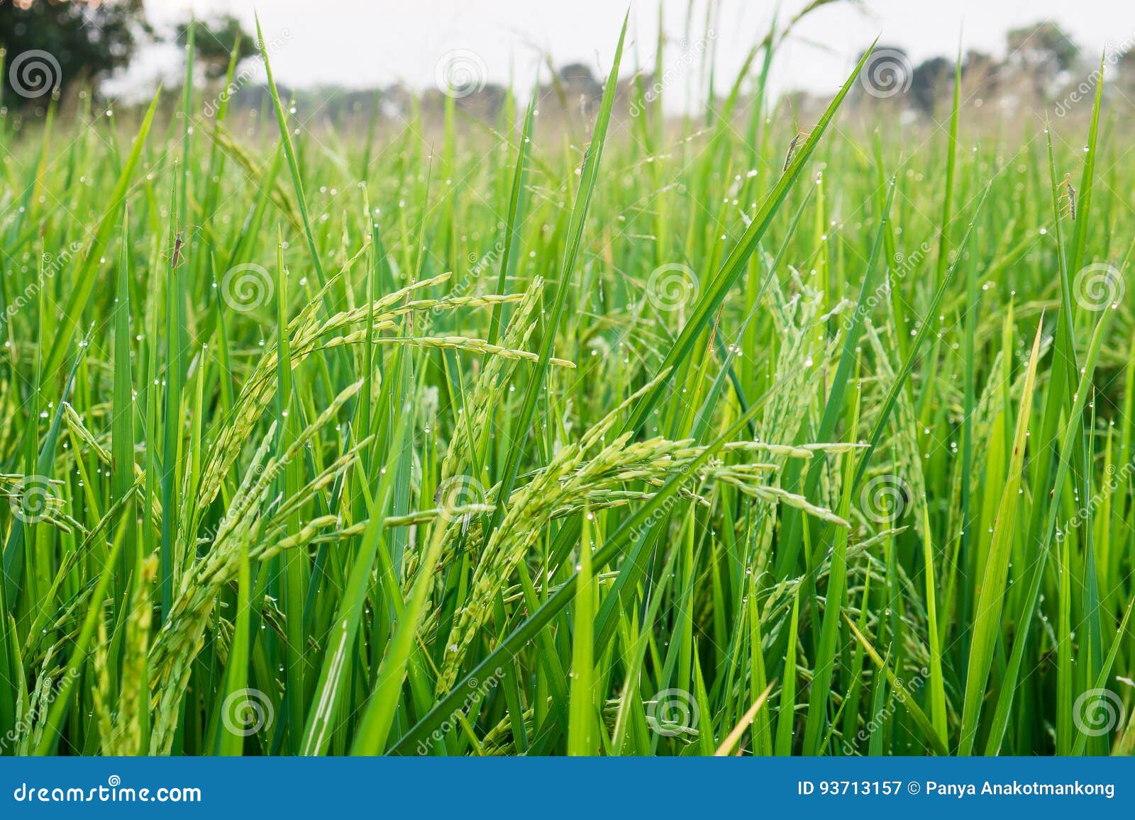 Rice Grain with Dewdrop and Insect Pest. Stock Image Image of cricket