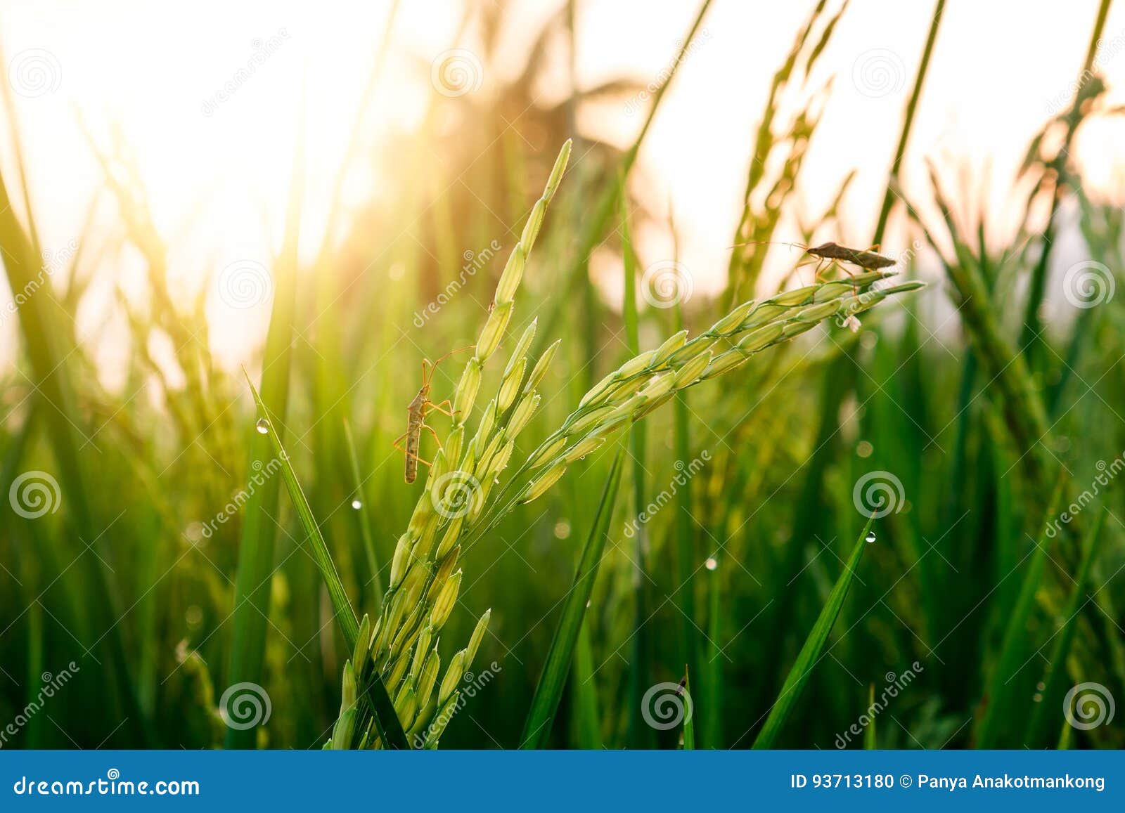 Rice Grain with Dewdrop and Insect Pest. Stock Photo Image of ecology