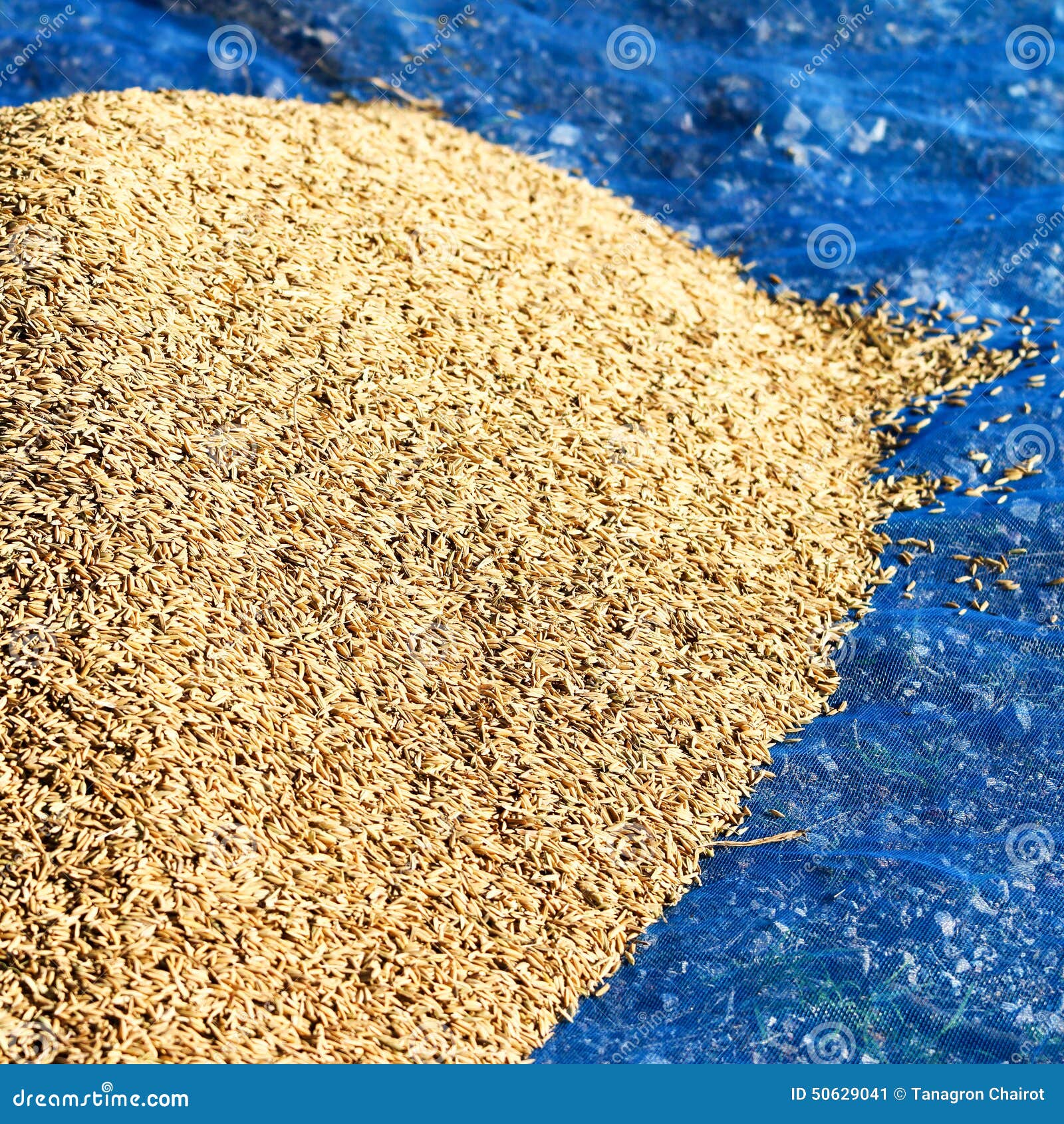 Rice grain stock image. Image of mature, fresh, meadow 50629041