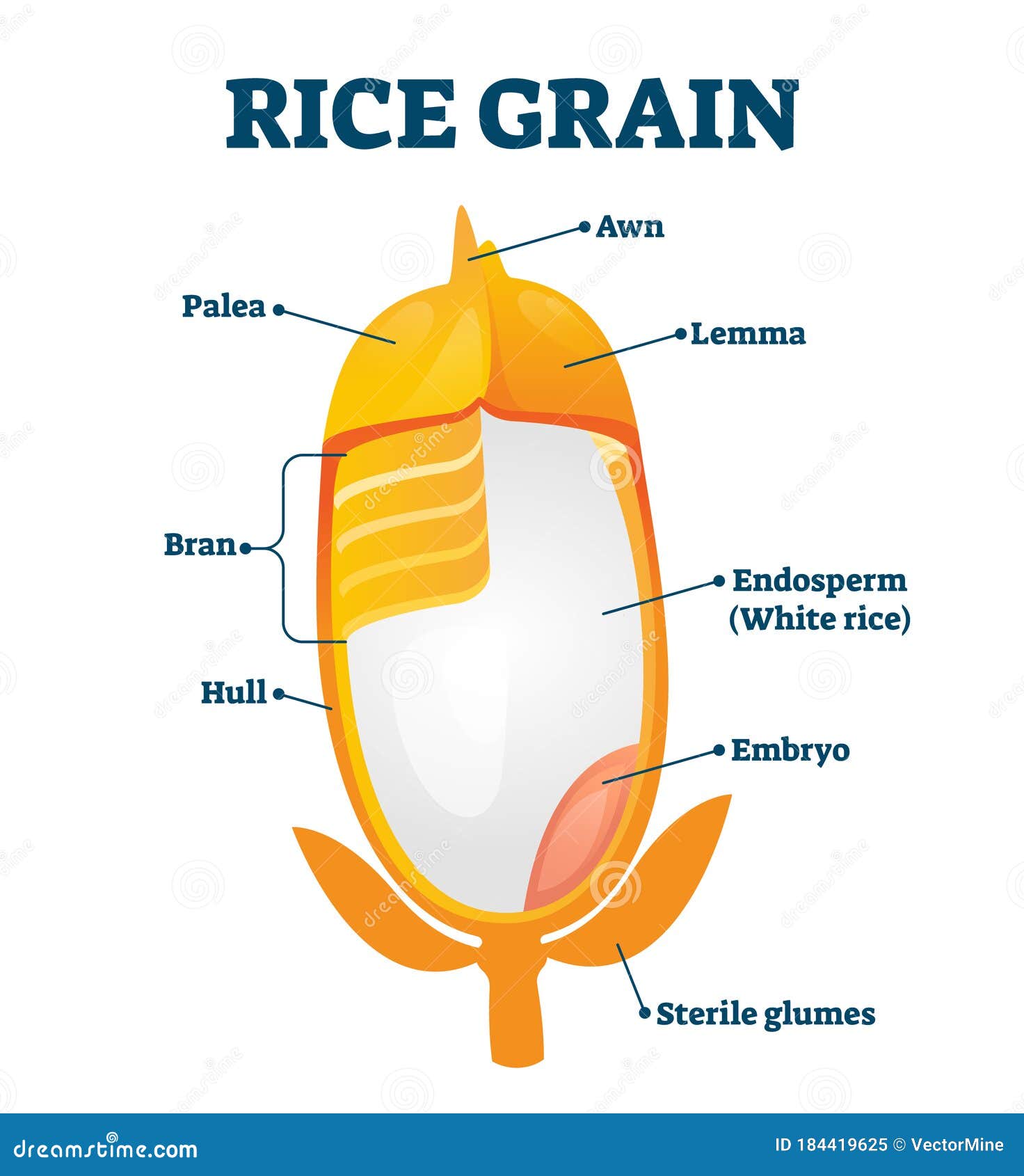 Rice Grain Diagram