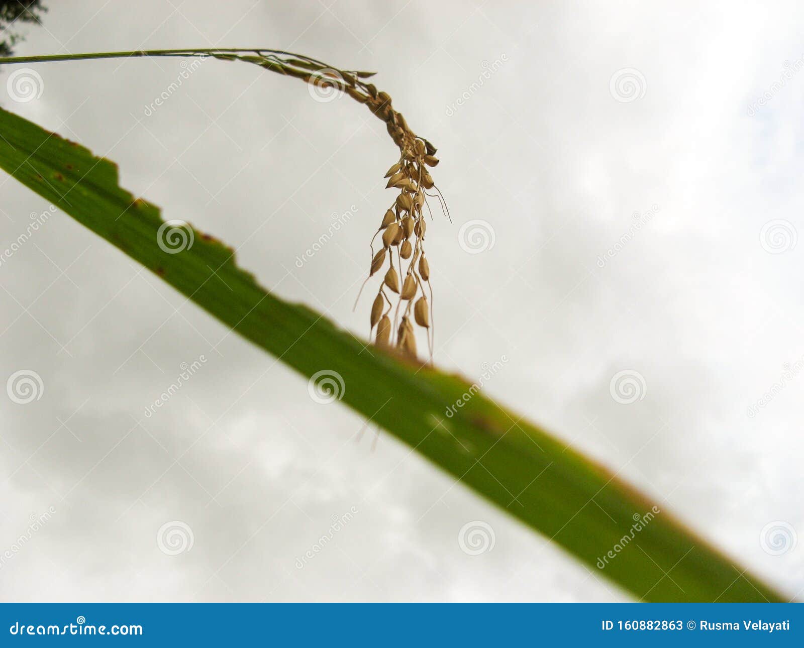rice grain yellow gold color field.