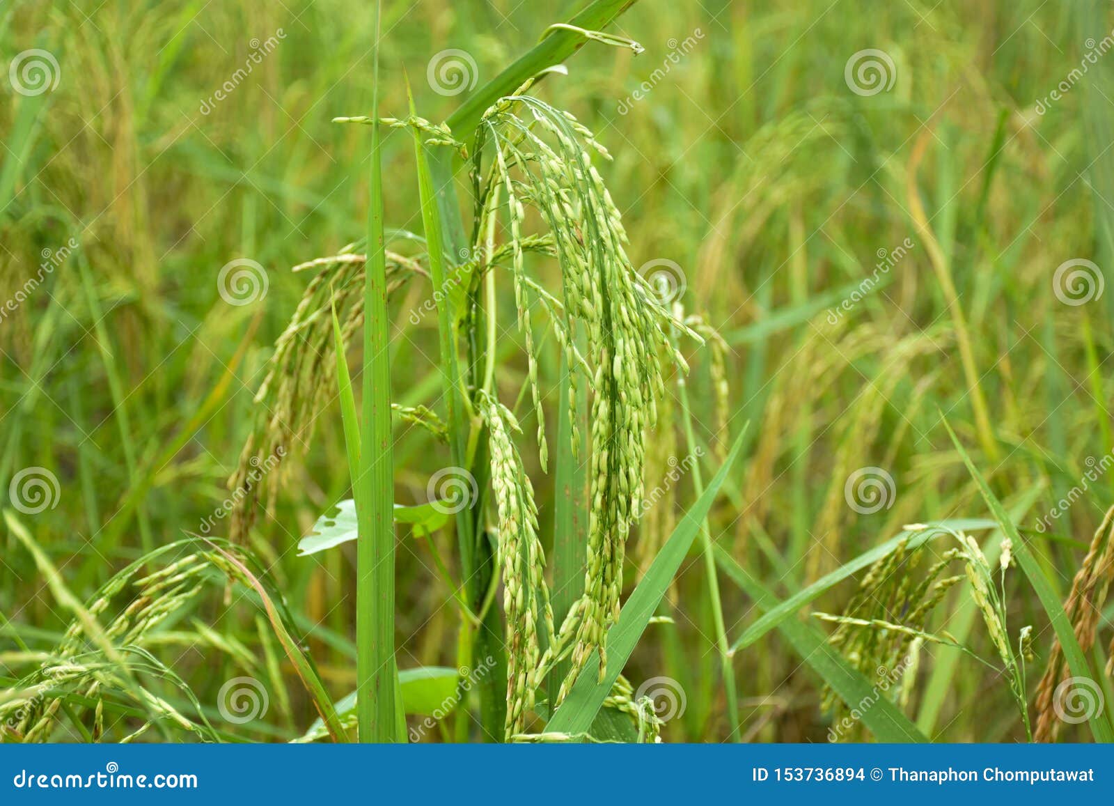 Rice and rice grains stock photo. Image of golden, grains 153736894
