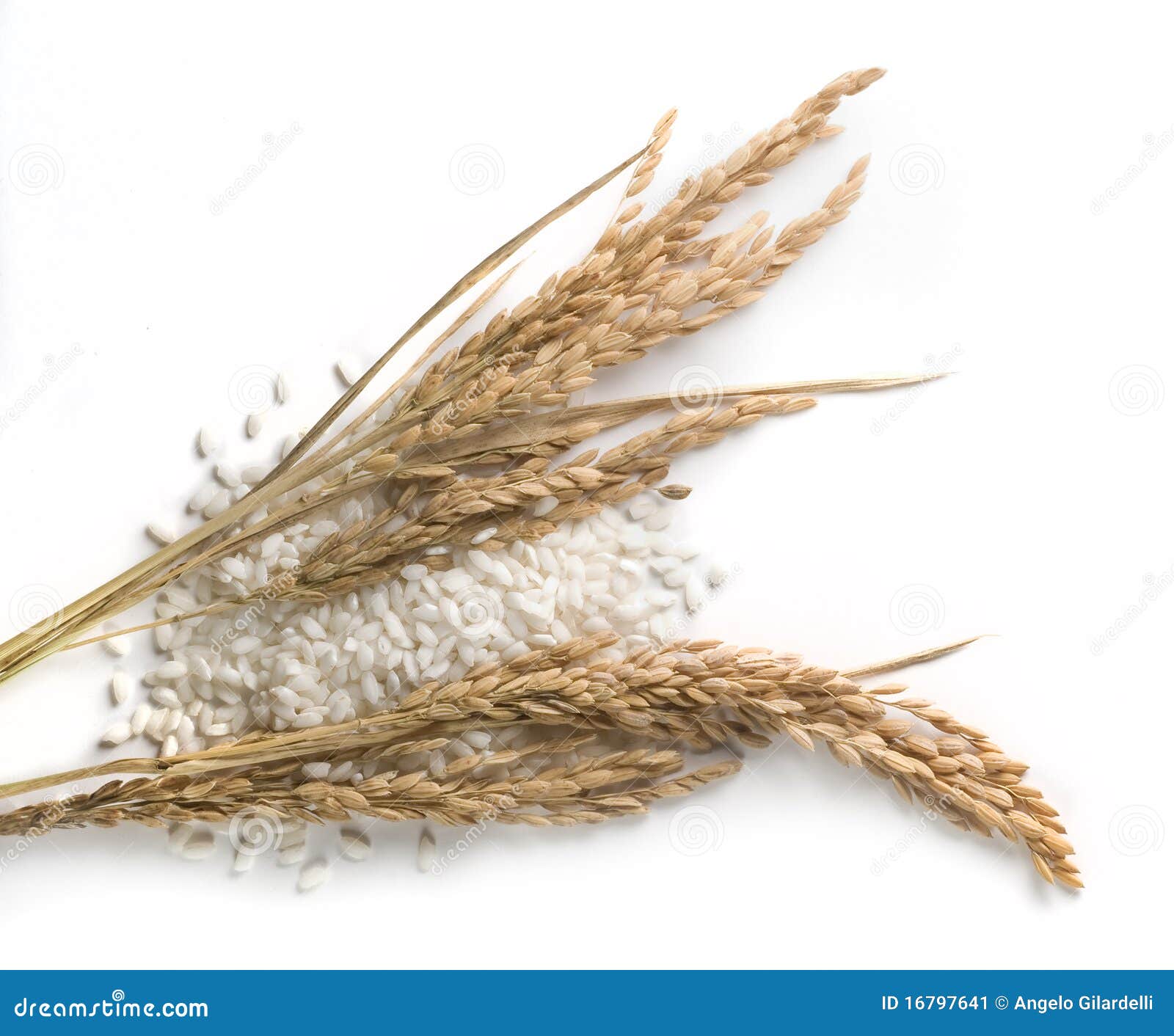 Rice Grains And Stalks Stock Image Image 16797641