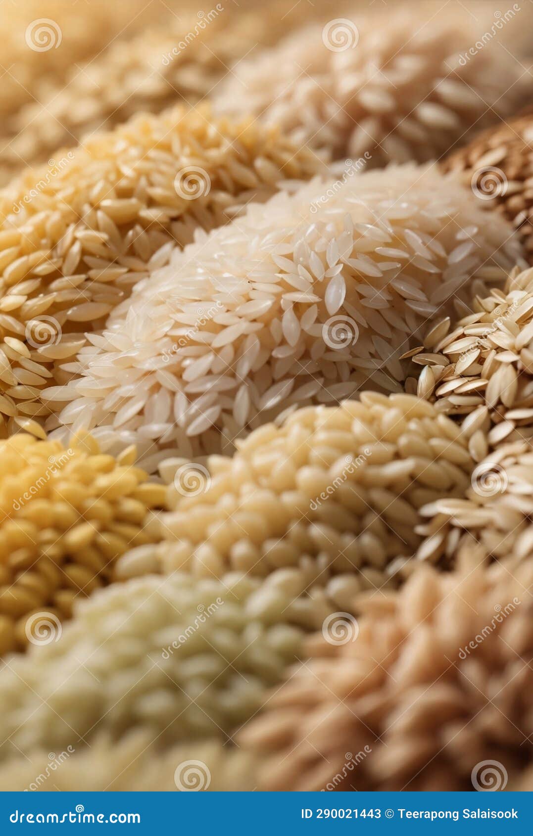 A Rice Grains Varieties with Their Unique Sizes Stock Illustration