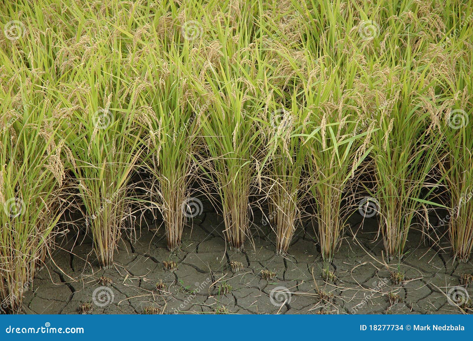 Rice growing stock photo. Image of asia, grains, food 18277734