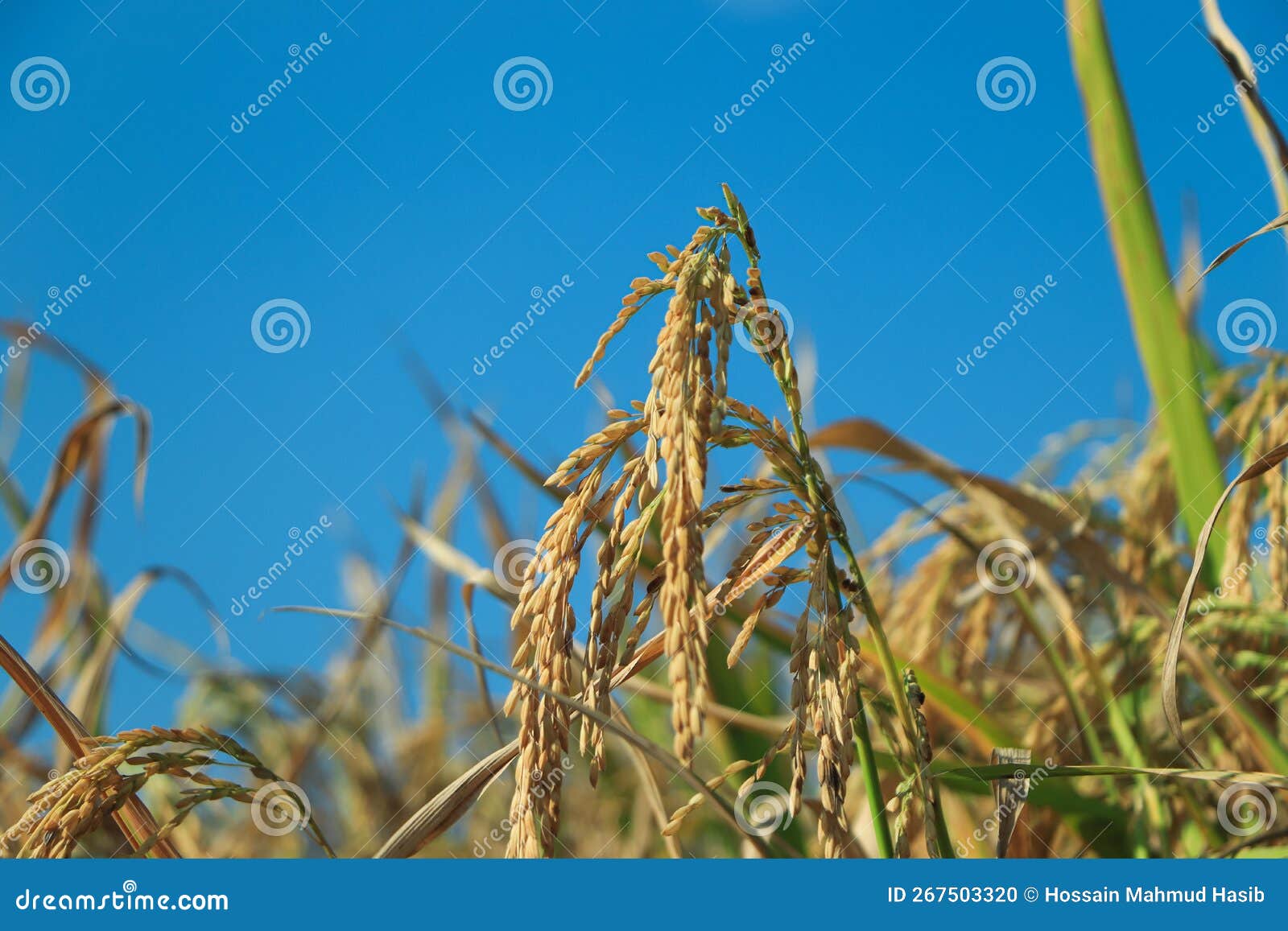 Rice Growing in the Field in Autumn Stock Photo Image of forest