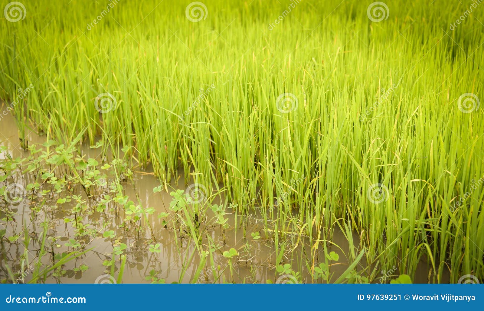 Rice Growing field stock image. Image of harvest, asia 97639251