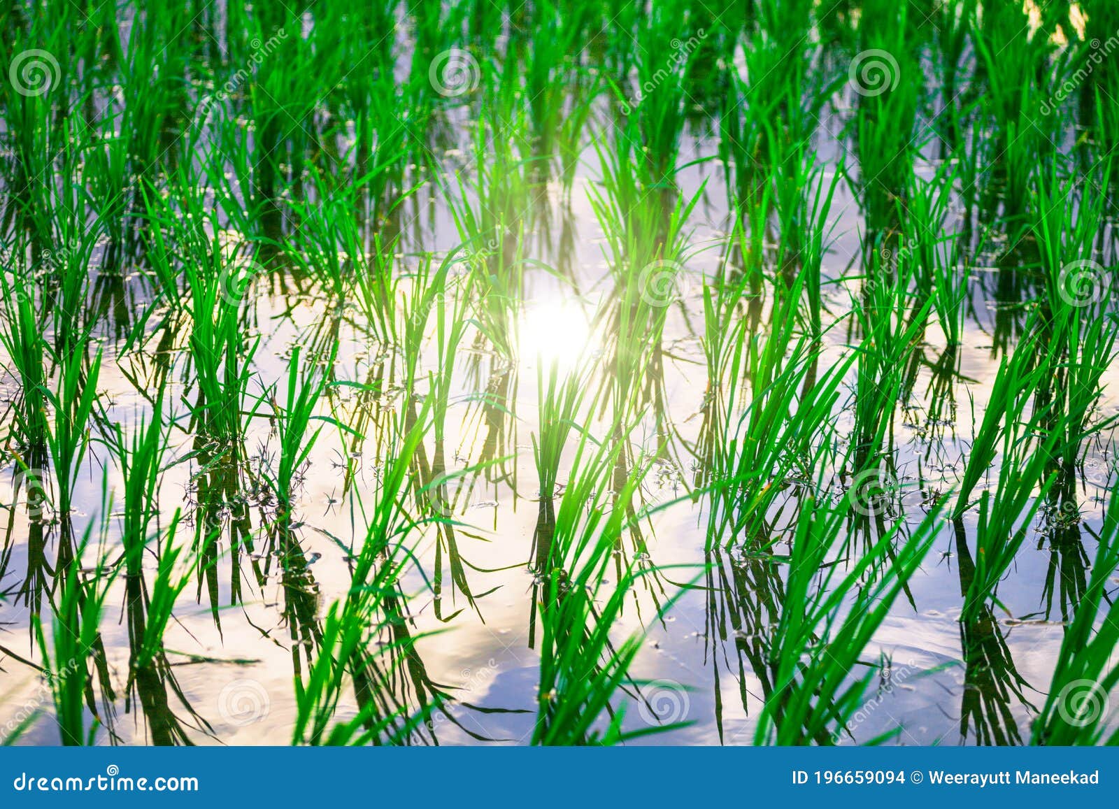 Rice Growing in the Middle of Rice Fields and the Sun is Shining