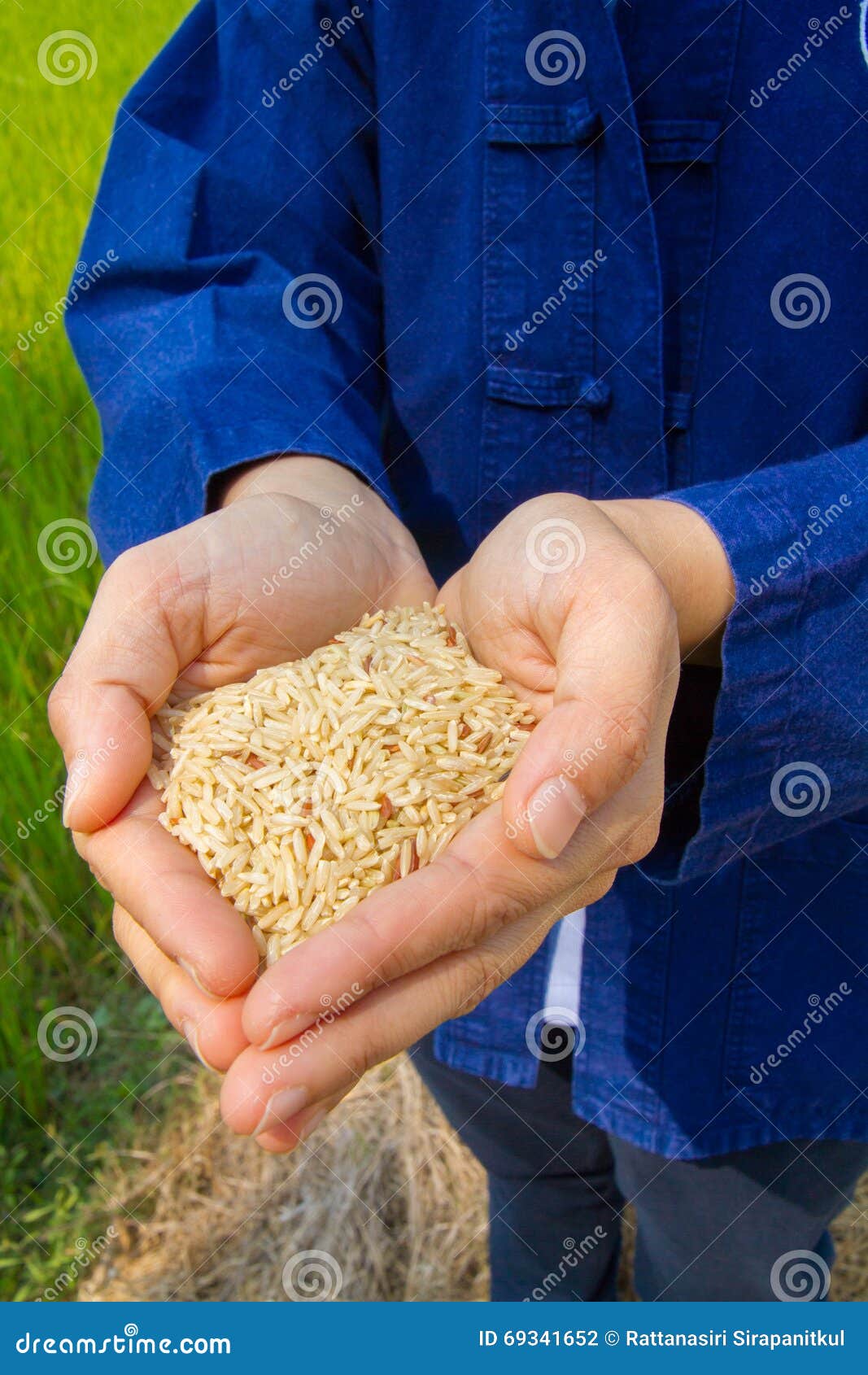 Rice on hand, brown rice stock photo. Image of ingredient 69341652