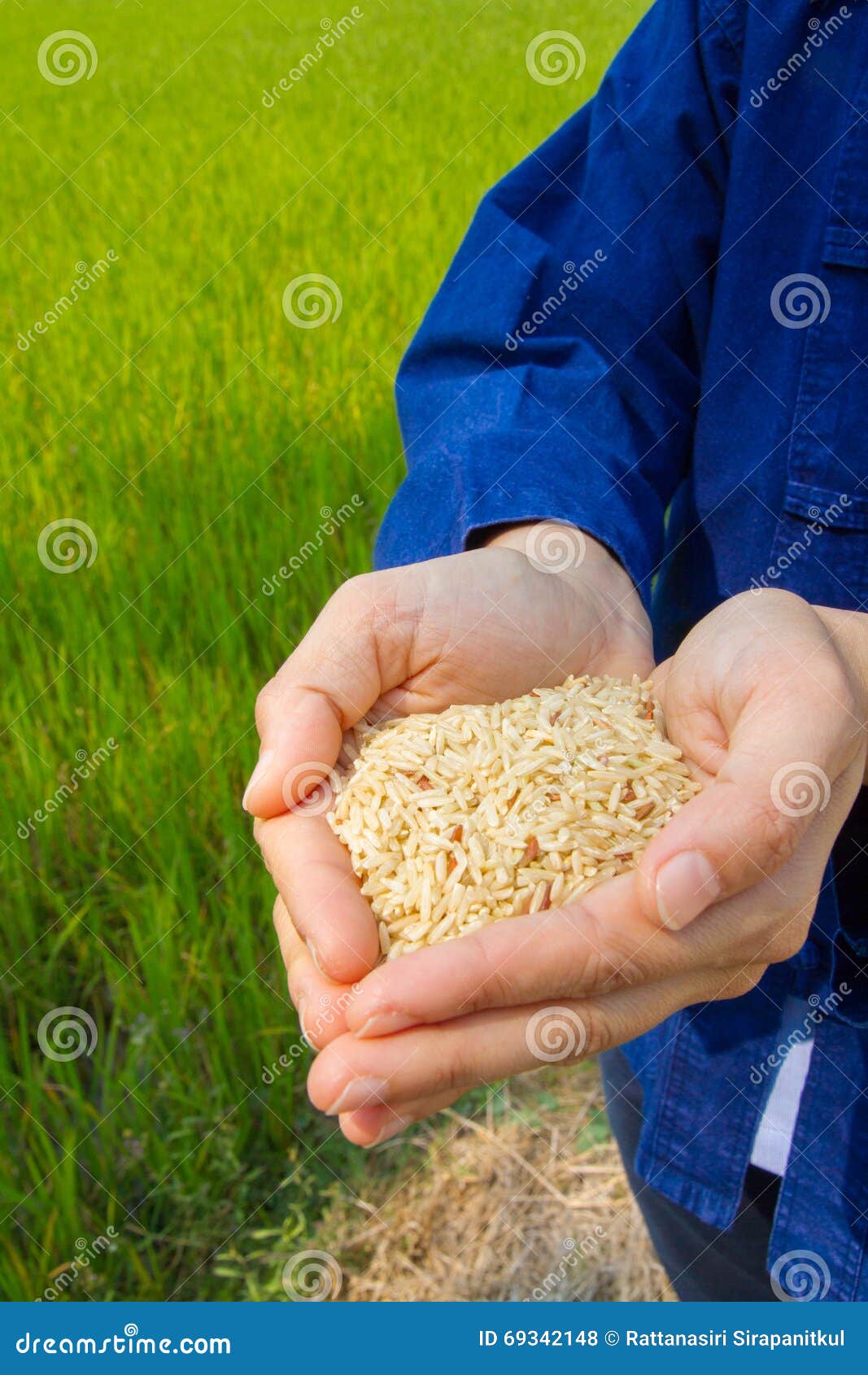 Rice on hand, brown rice stock photo. Image of natural 69342148