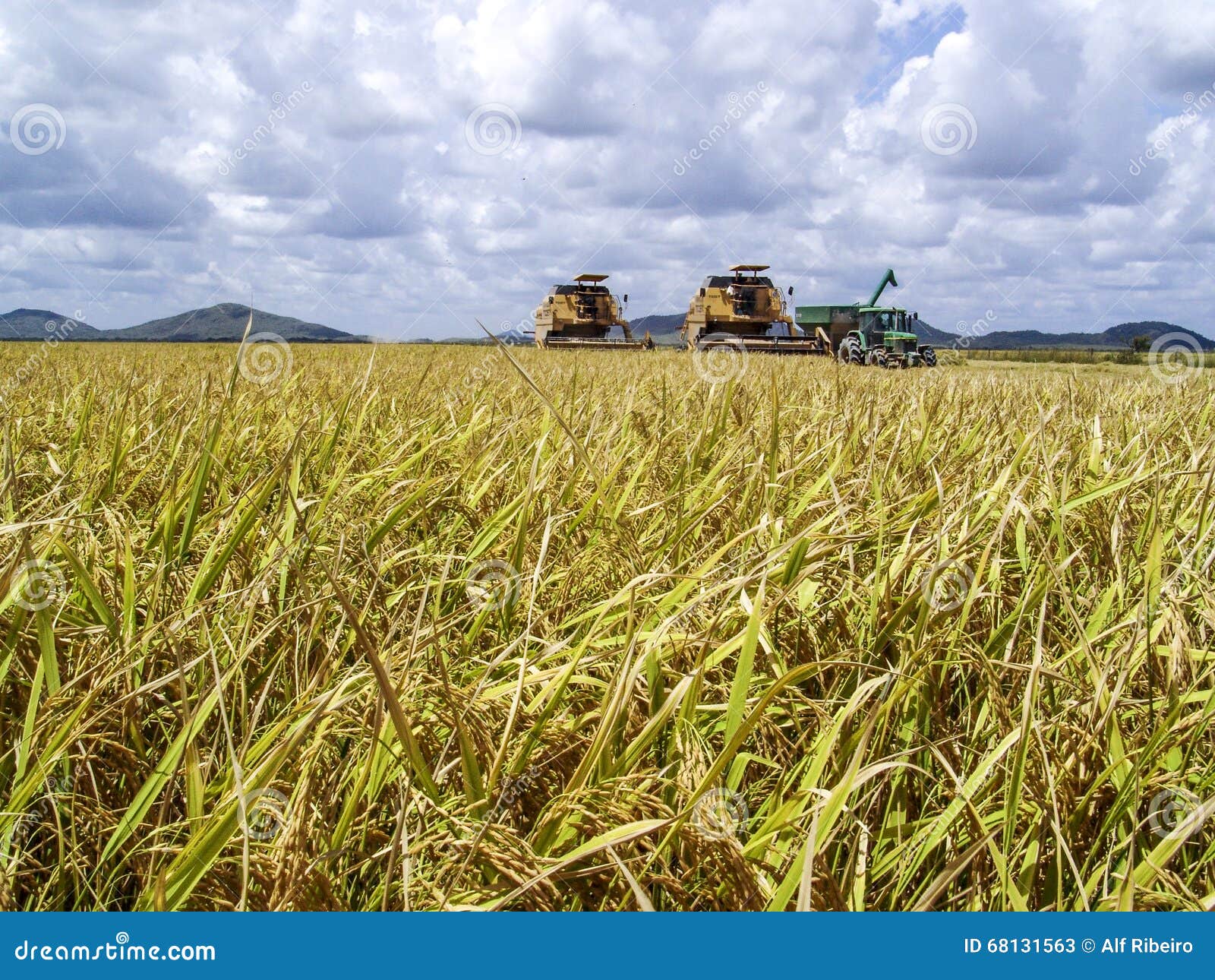 Rice harvesting editorial stock photo. Image of brazil 68131563