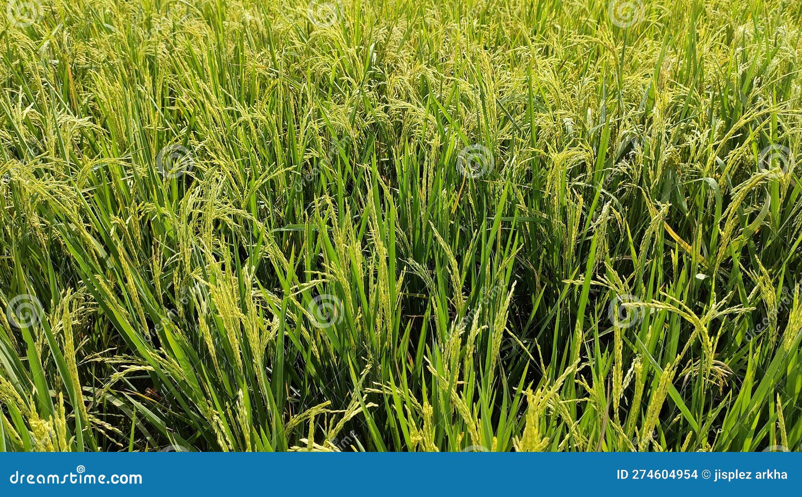 The Rice Has Started To Turn Yellow Stock Photo Image of started
