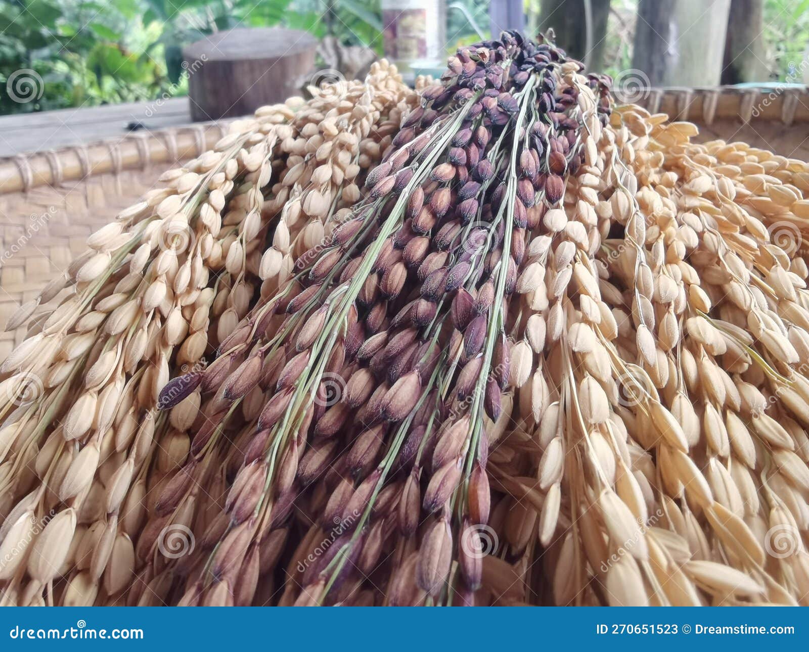 The rice has turn yellow stock image. Image of tree 270651523