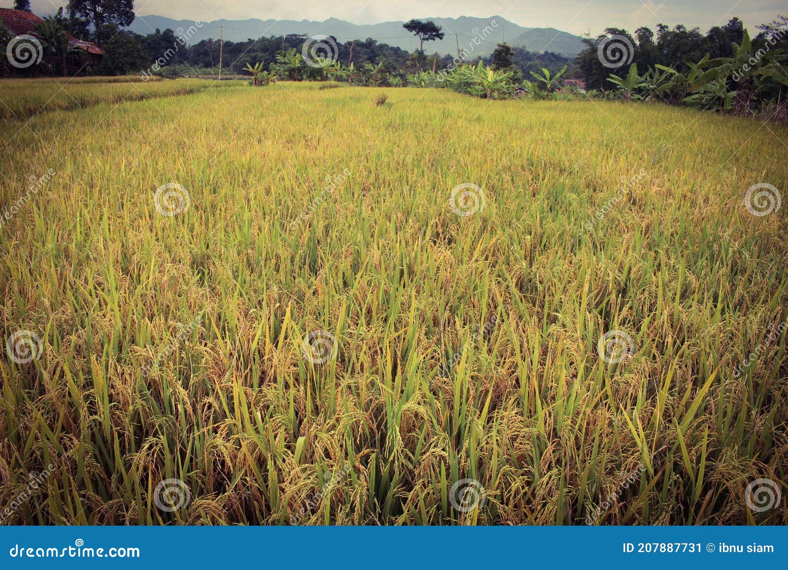The rice has turned yellow stock image. Image of nature 207887731