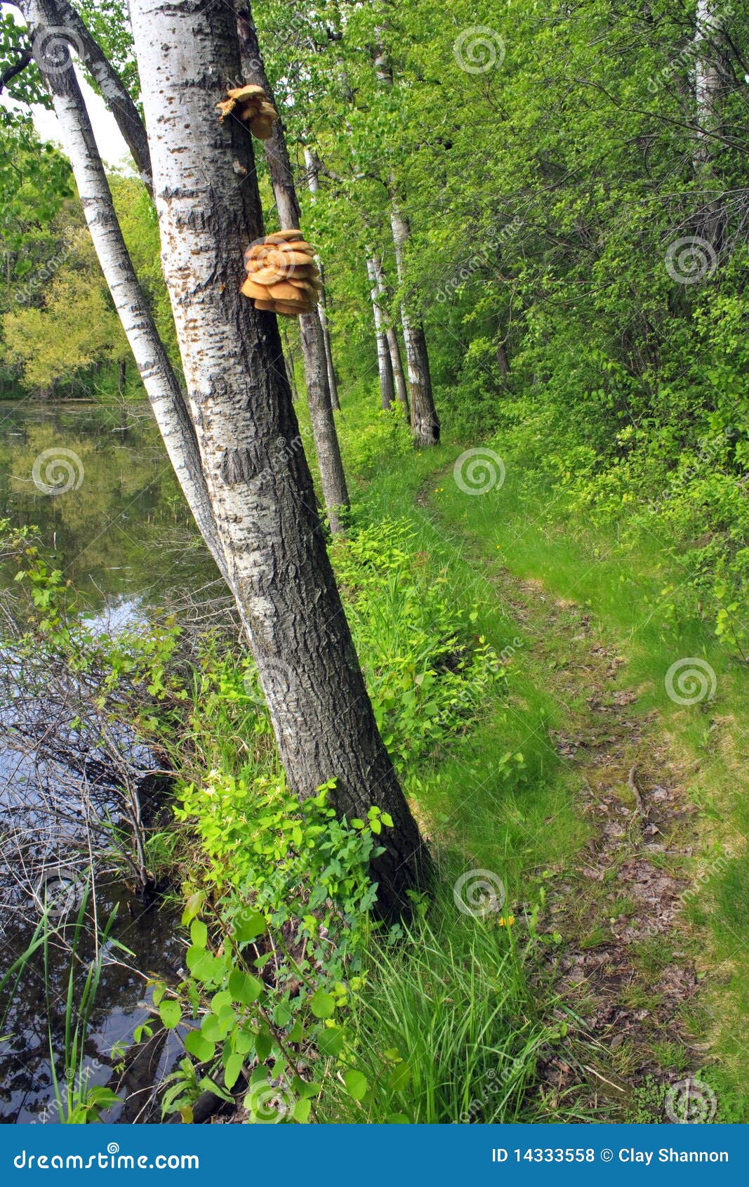 Rice Lake stock photo. Image of trails, county, lake 14333558