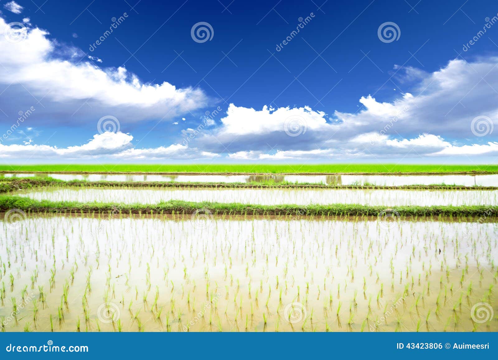 Rice meadow stock photo. Image of agriculture, grass 43423806