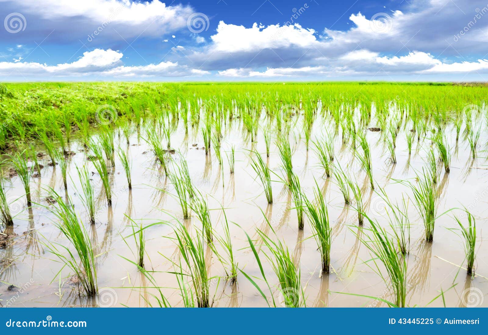 Rice meadow stock image. Image of view, land, cloud, green 43445225