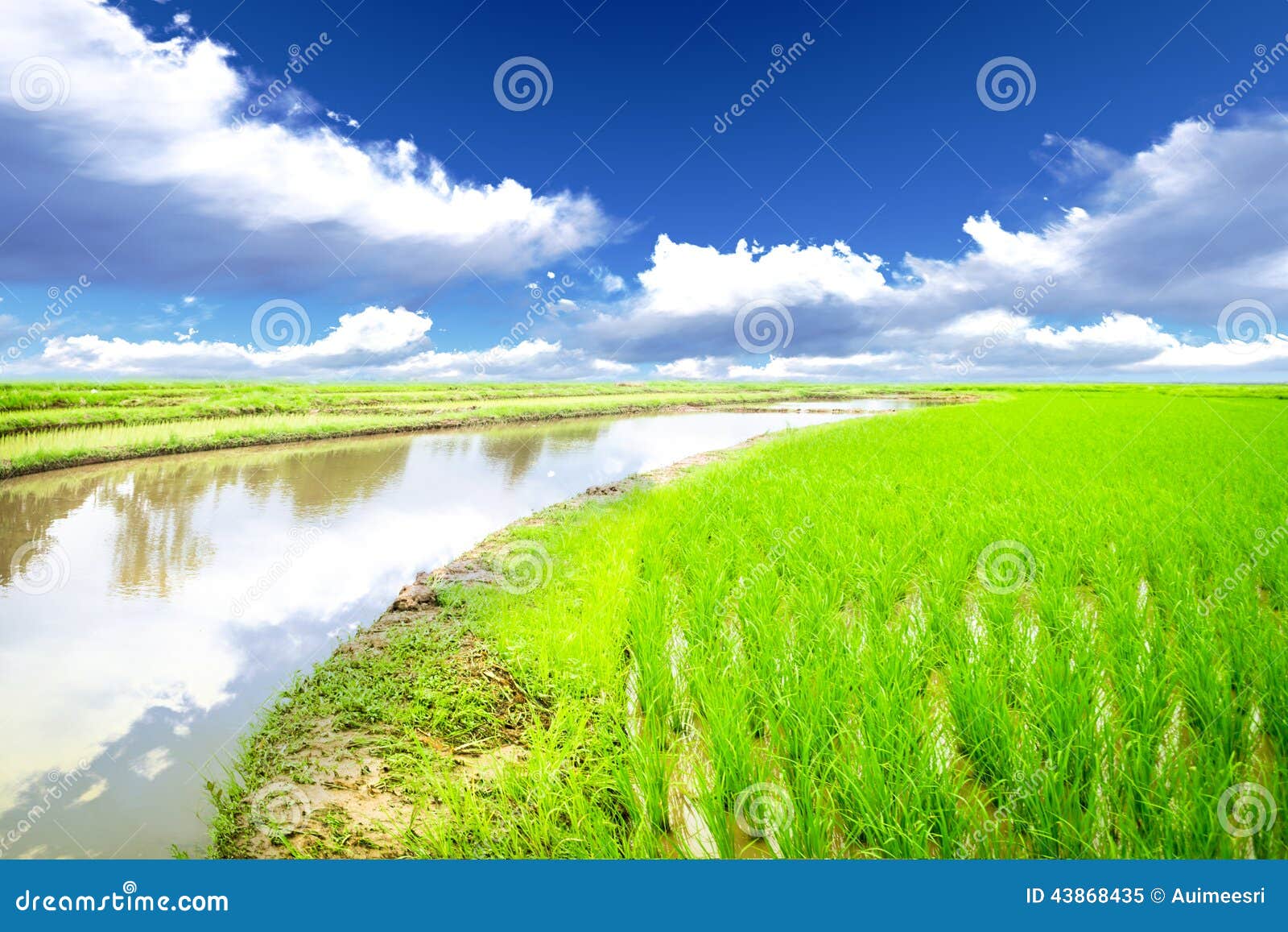 Rice meadow stock image. Image of idyllic, view, season 43868435