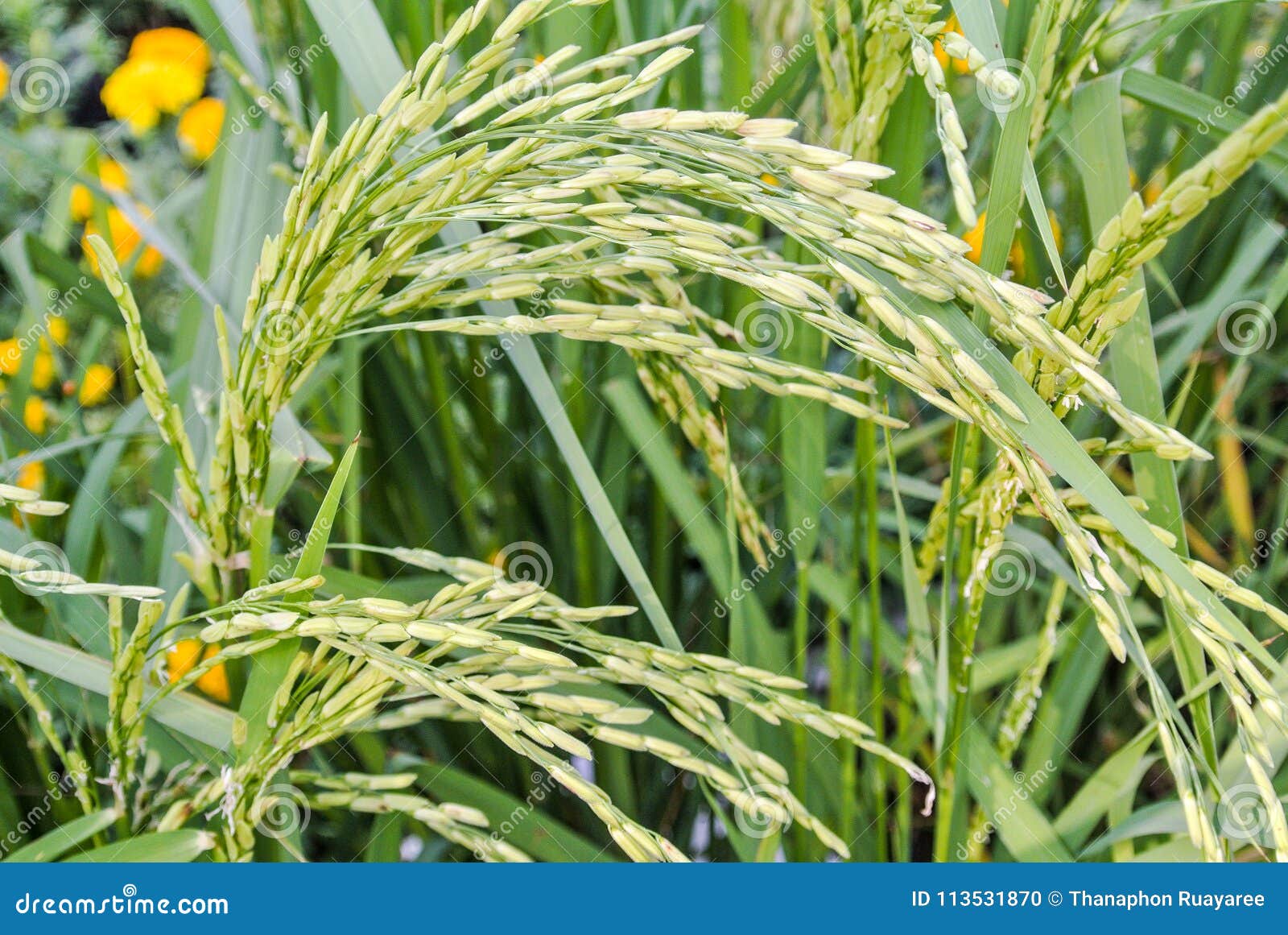 Rice Is The Most Consumed Food Ingredient In The World Stock rice-is-the-most-consumed-food-ingredient-in-the-world-stock
