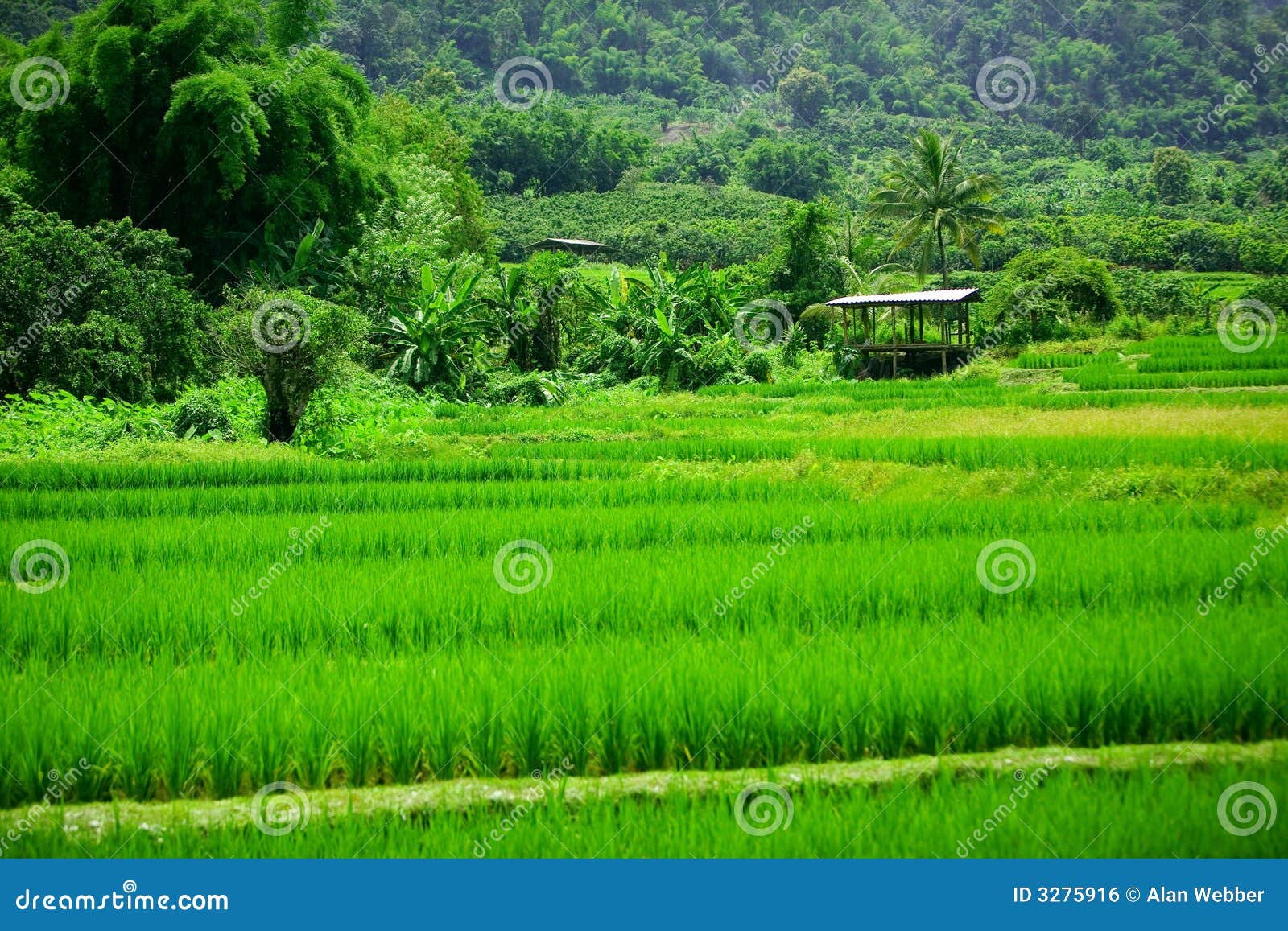 rice paddies