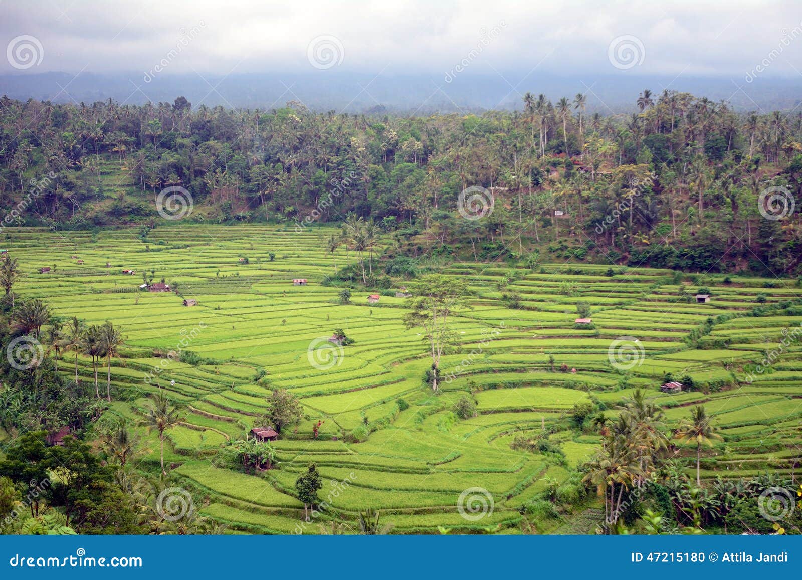 rice paddies, bukit jambul, bali, indonesia