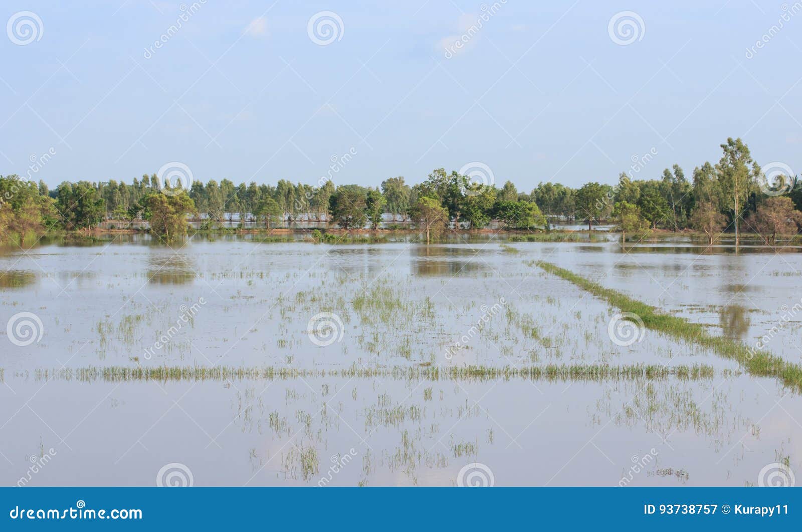 rice paddies are flooded with water