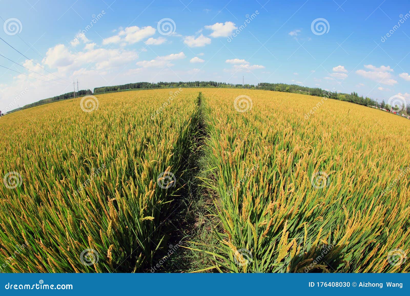 Rice paddies stock photo. Image of countryside, landscape 176408030