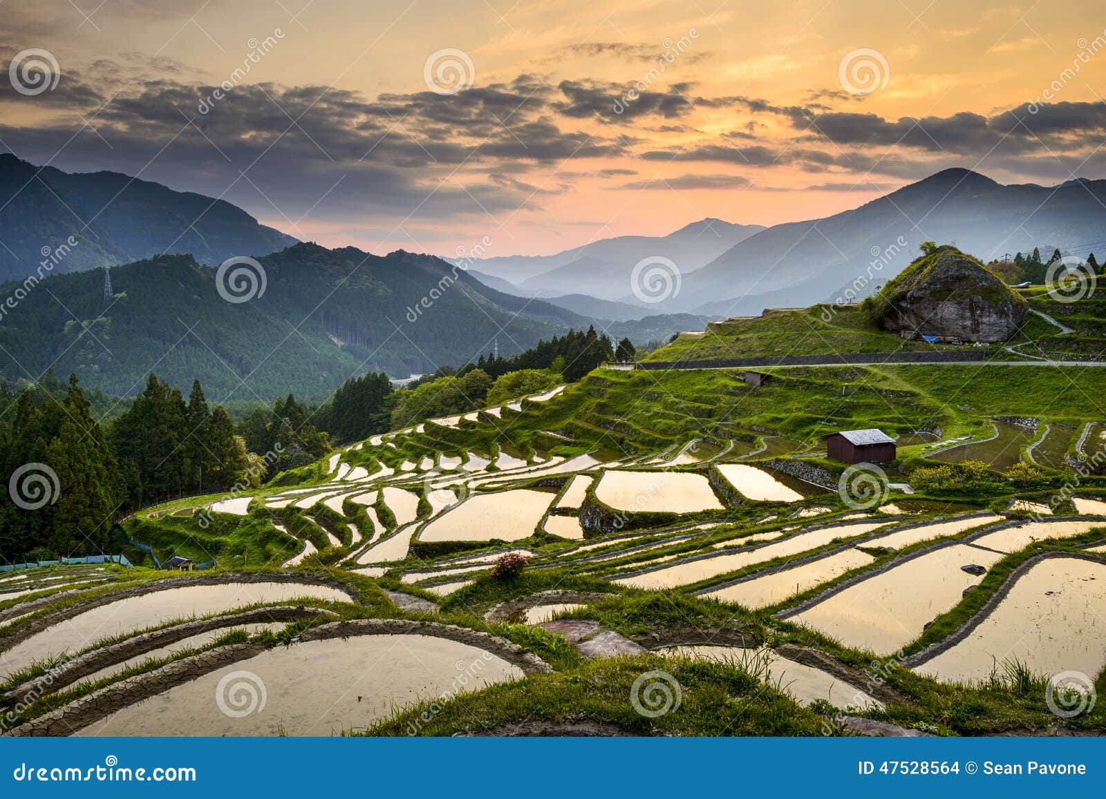 Rice Paddies in Japan stock photo. Image of maruyama 47528564