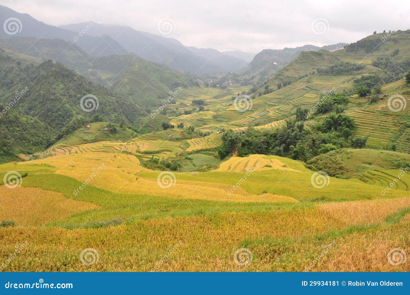 rice paddies