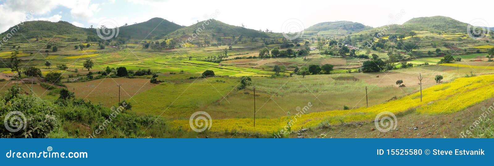 rice paddies in valley of the eastern ghats