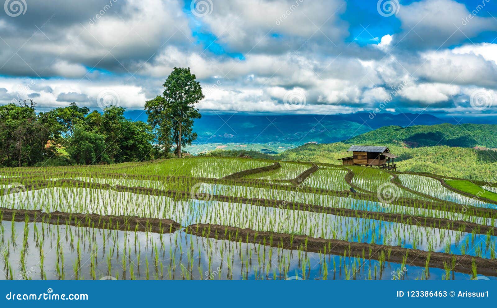 Rýžové terénní úpravy