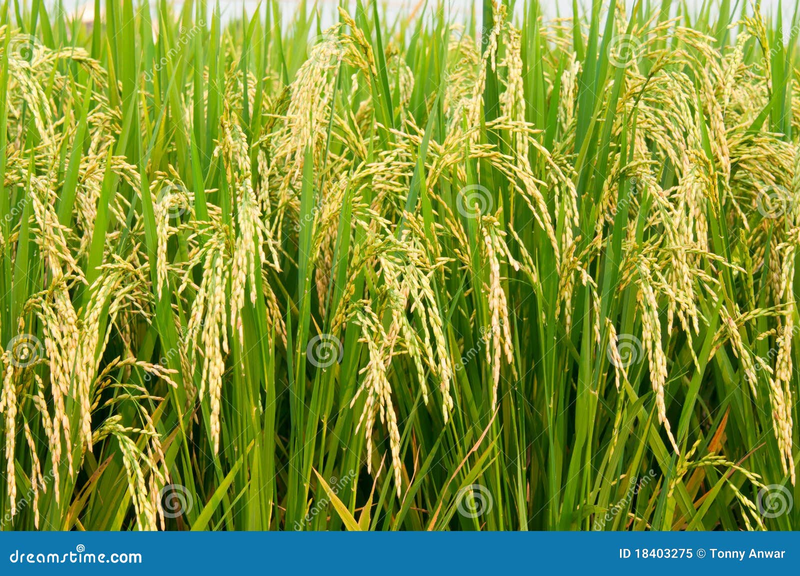 Rice Padi  Royalty Free Stock Photo Image 18403275